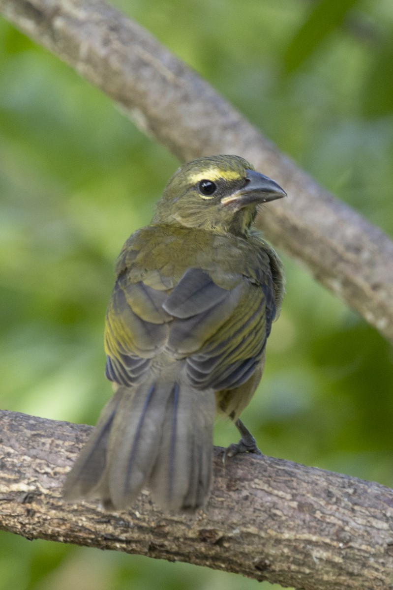 Cinnamon-bellied Saltator - ML643682198
