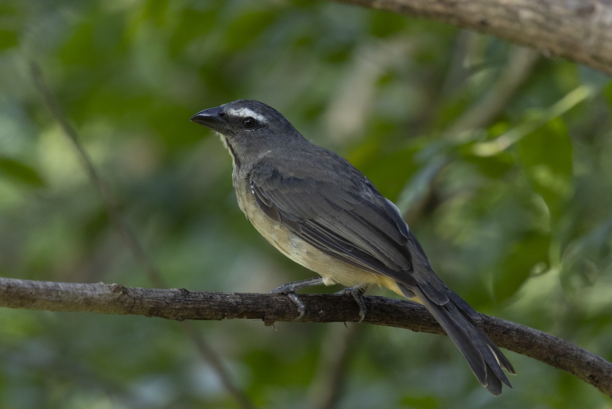 Cinnamon-bellied Saltator - ML643682199