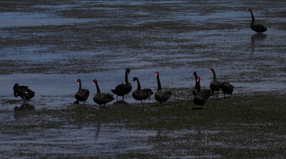 Black Swan - ML643682210