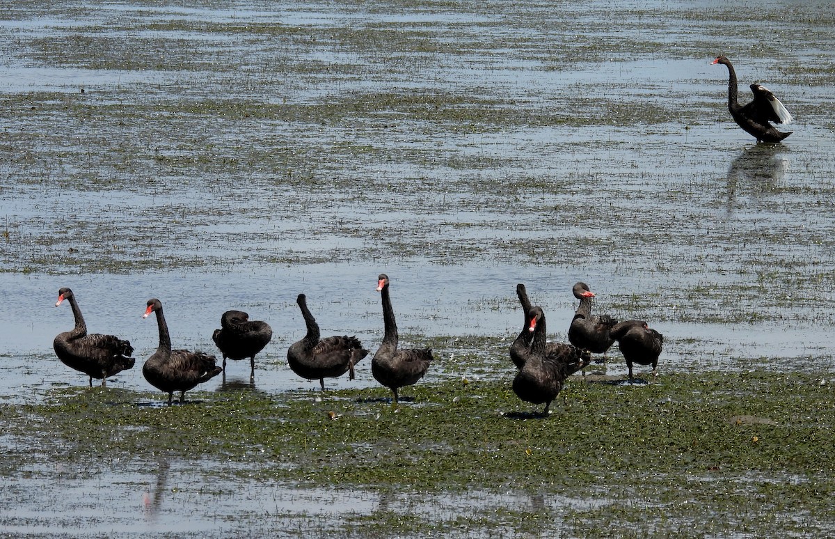 Black Swan - ML643682214