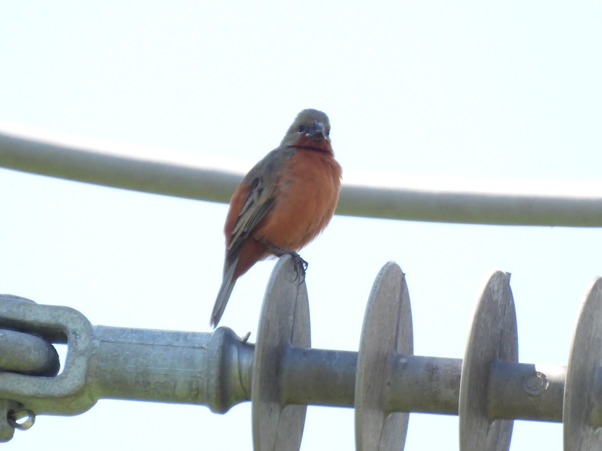 Ruddy-breasted Seedeater - ML643682222