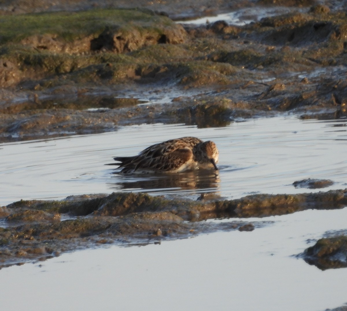 Sharp-tailed Sandpiper - ML643682223