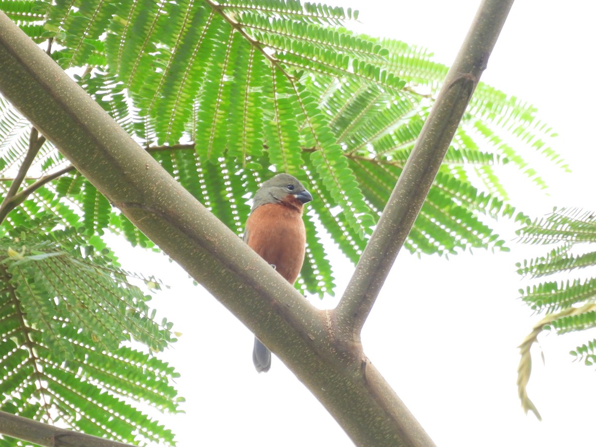 Ruddy-breasted Seedeater - ML643682231