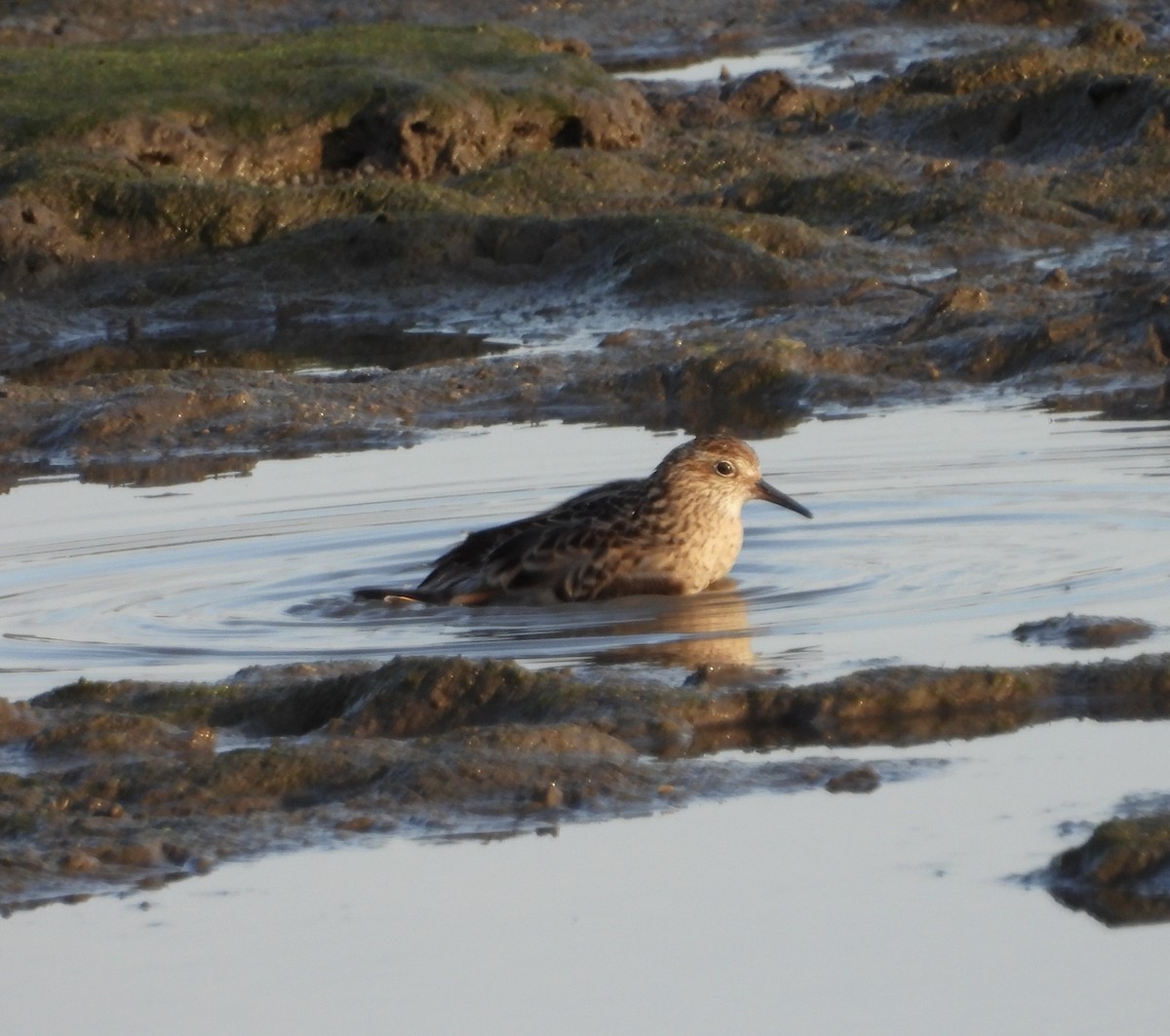 Sharp-tailed Sandpiper - ML643682235