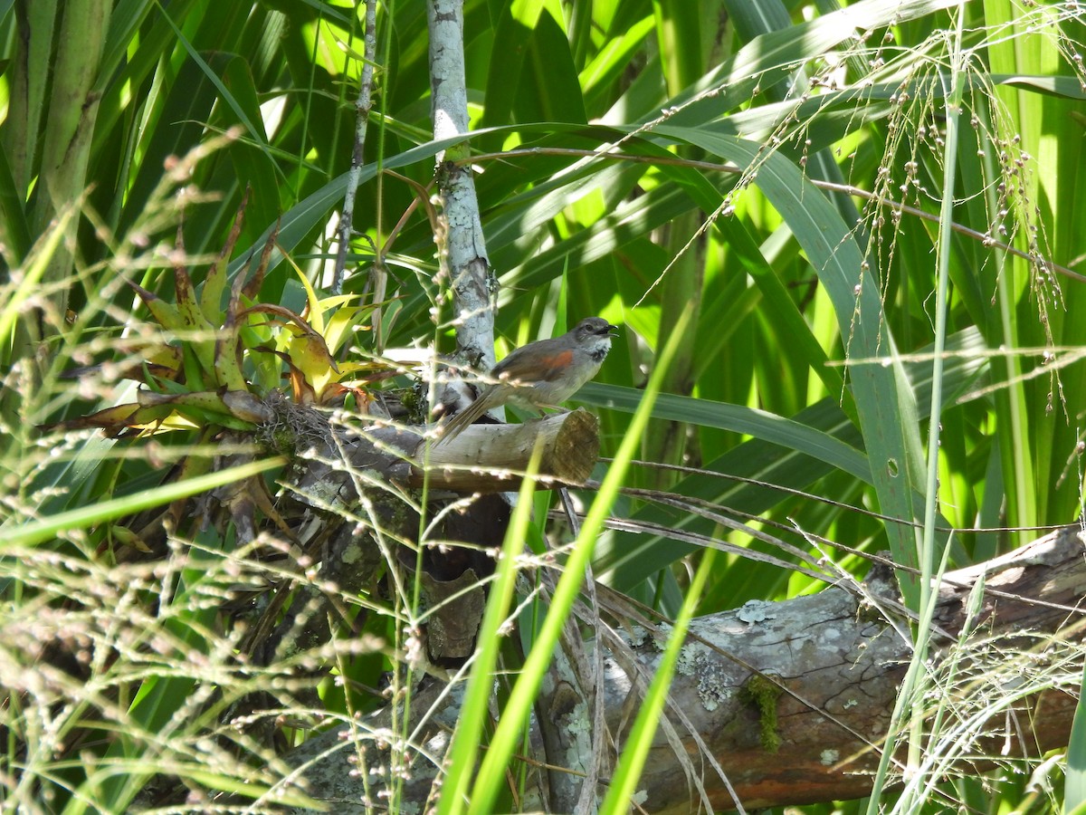 Pale-breasted Spinetail - ML643682251