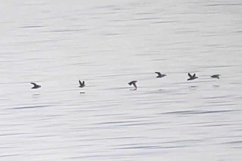 Crested Auklet - ML643682253