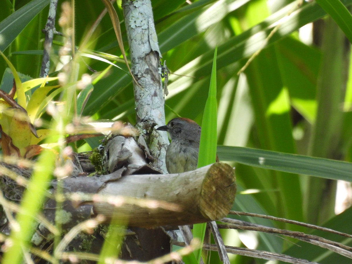 Pale-breasted Spinetail - ML643682254