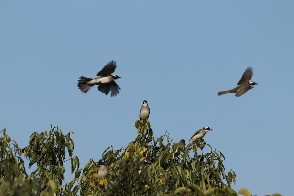 Light-vented Bulbul - ML643682258