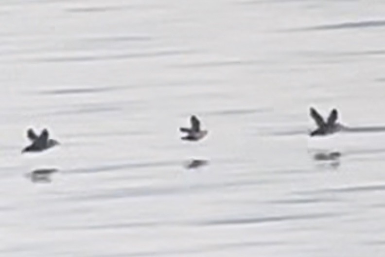 Crested Auklet - ML643682260