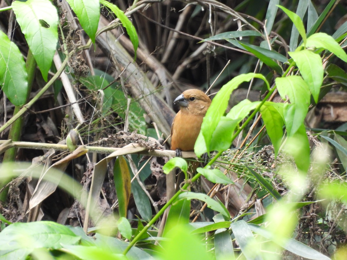 Large-billed Seed-Finch - ML643682274