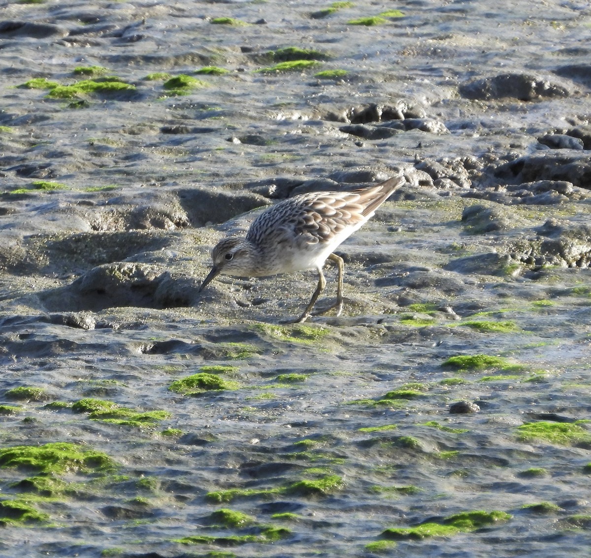 Sharp-tailed Sandpiper - ML643682277