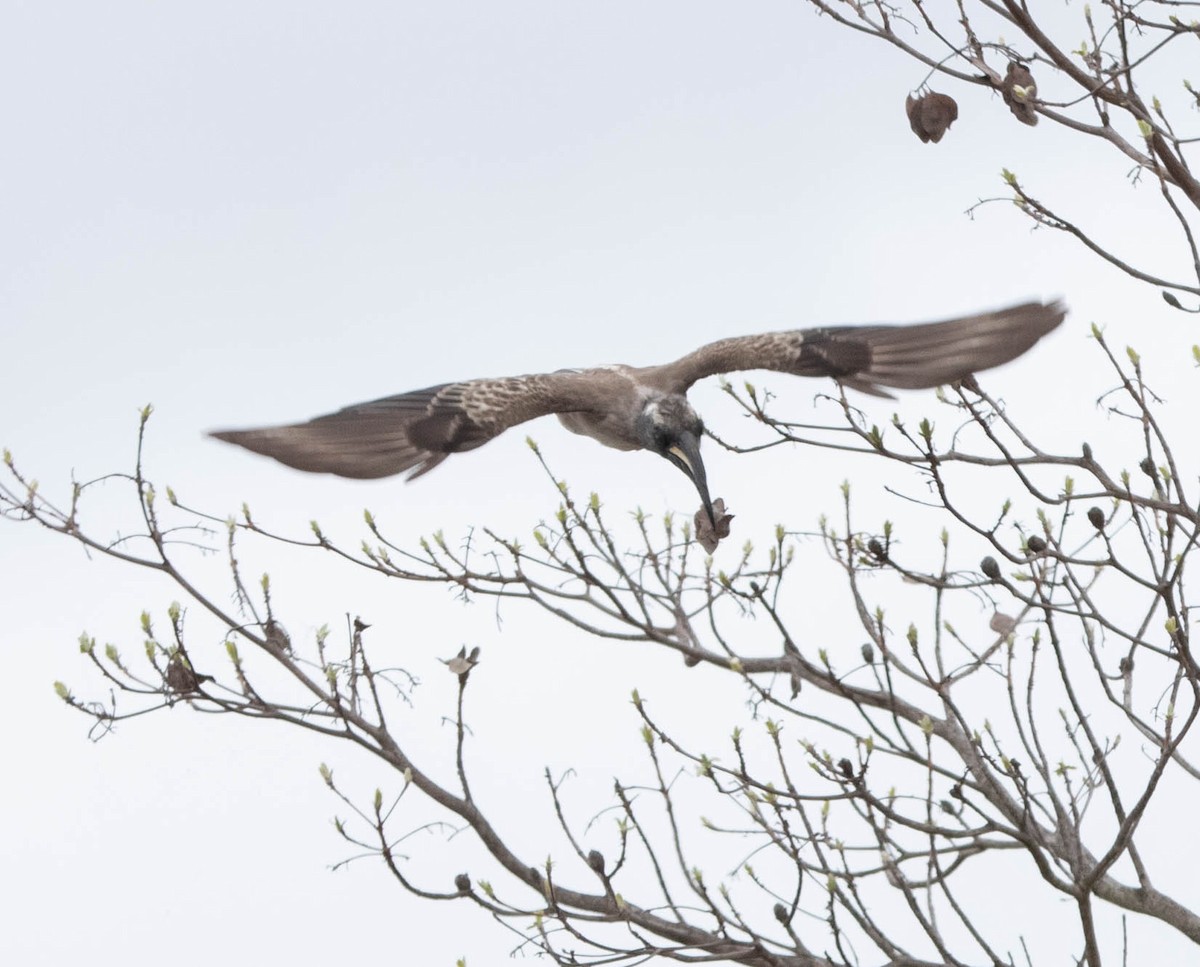 African Gray Hornbill - ML643682279
