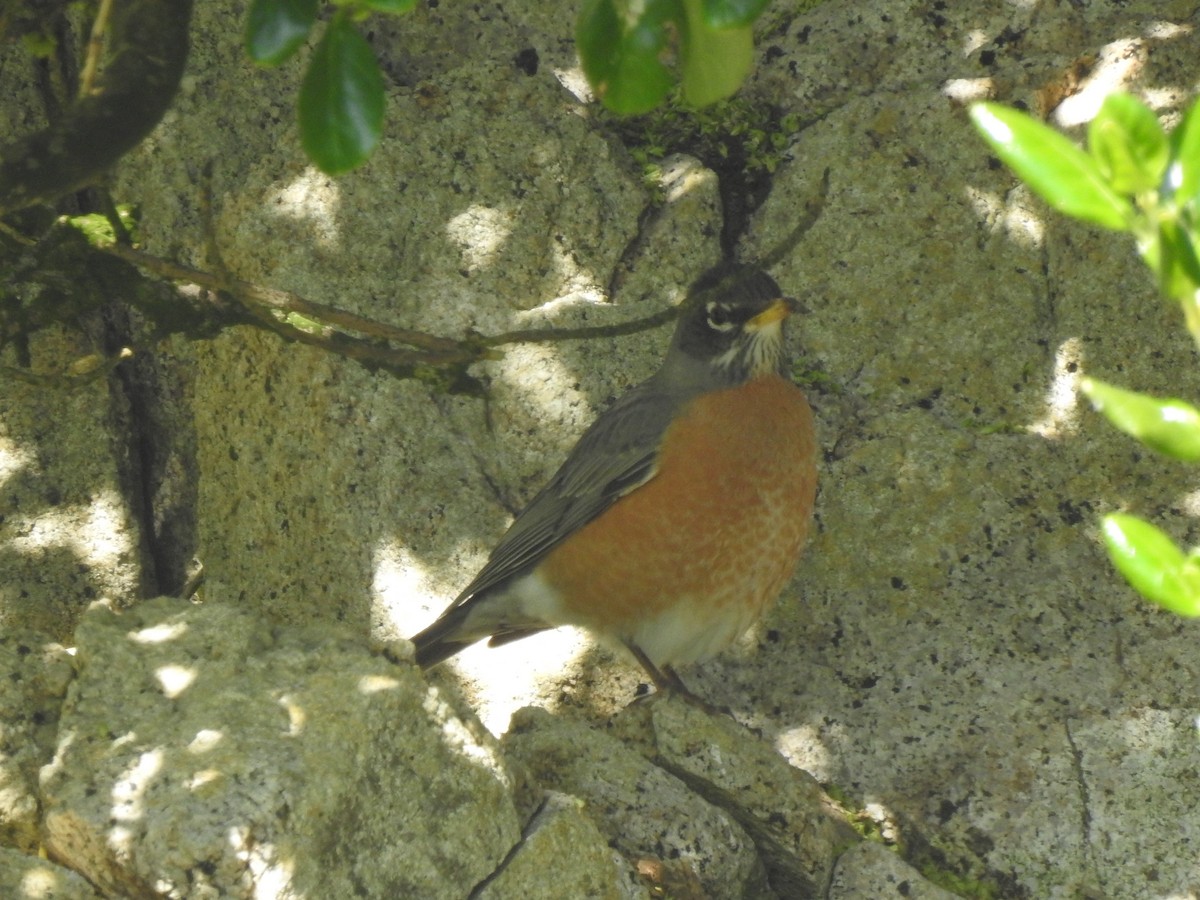 American Robin - ML643682280
