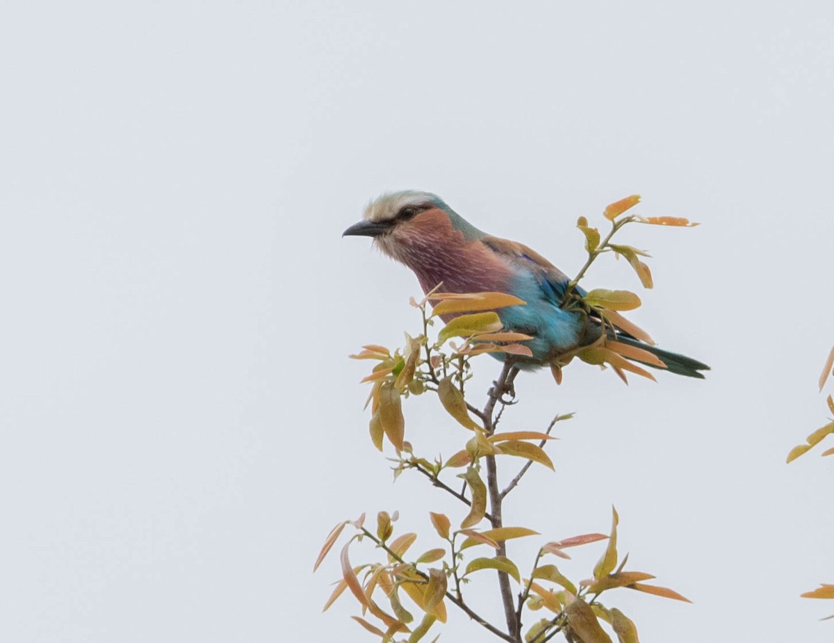 Lilac-breasted Roller - ML643682282