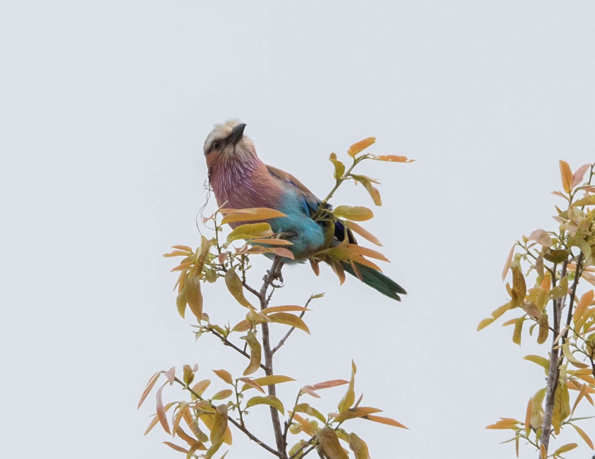 Lilac-breasted Roller - ML643682283
