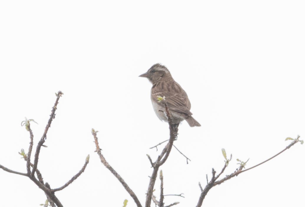 Yellow-throated Bush Sparrow - ML643682285