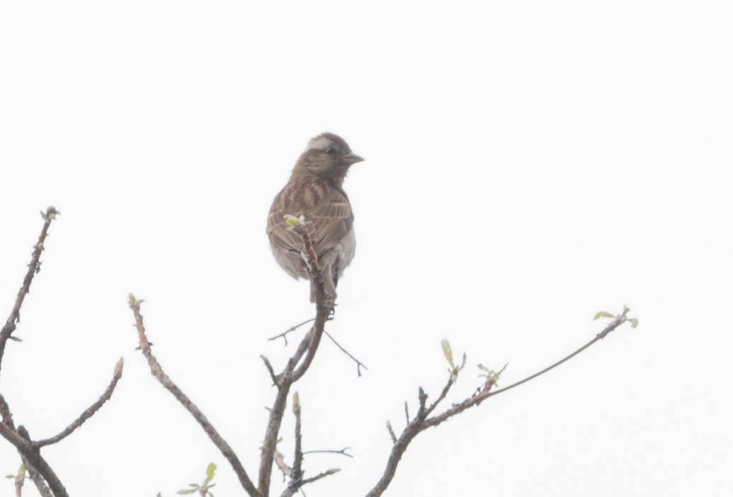 Yellow-throated Bush Sparrow - ML643682286