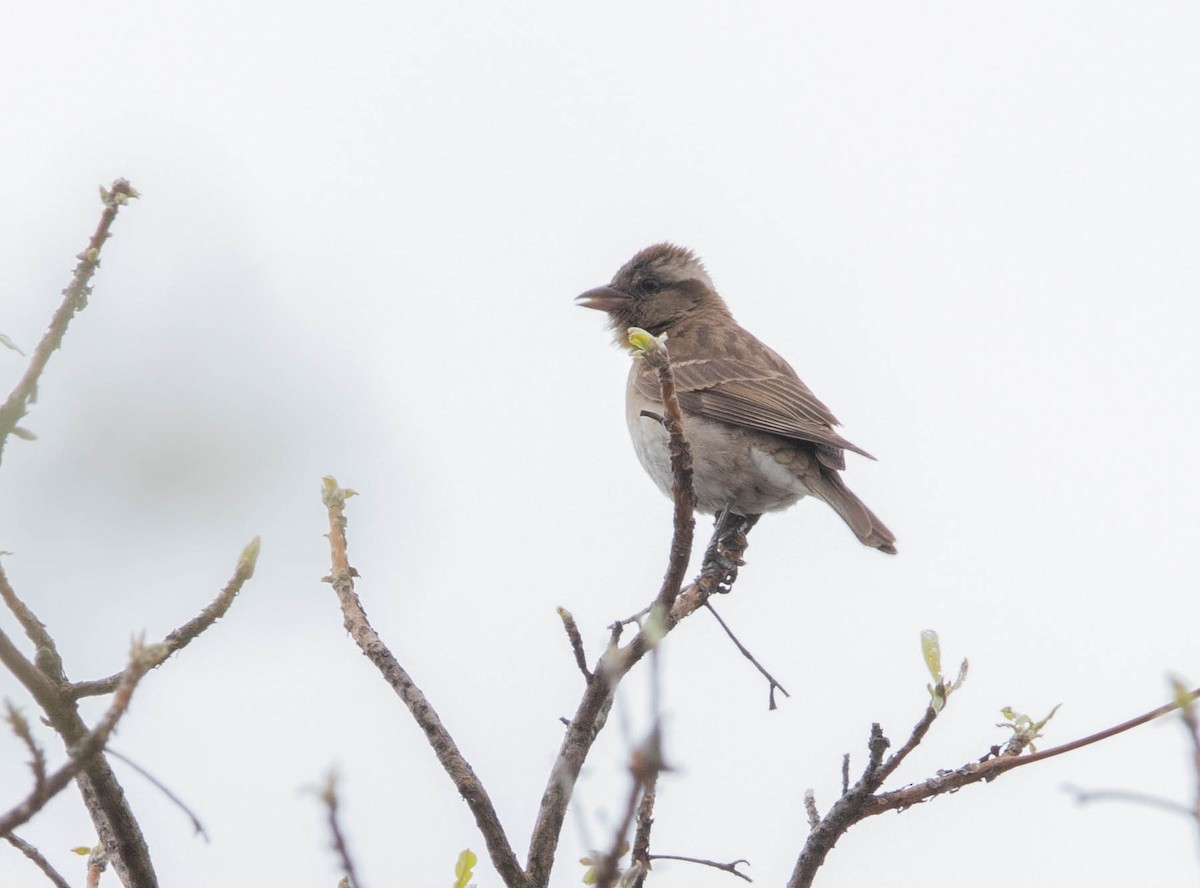 Yellow-throated Bush Sparrow - ML643682287