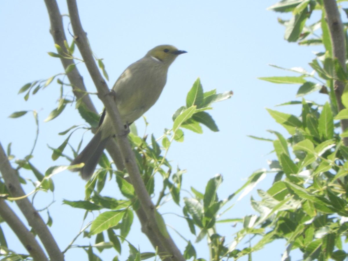 White-plumed Honeyeater - ML643682298
