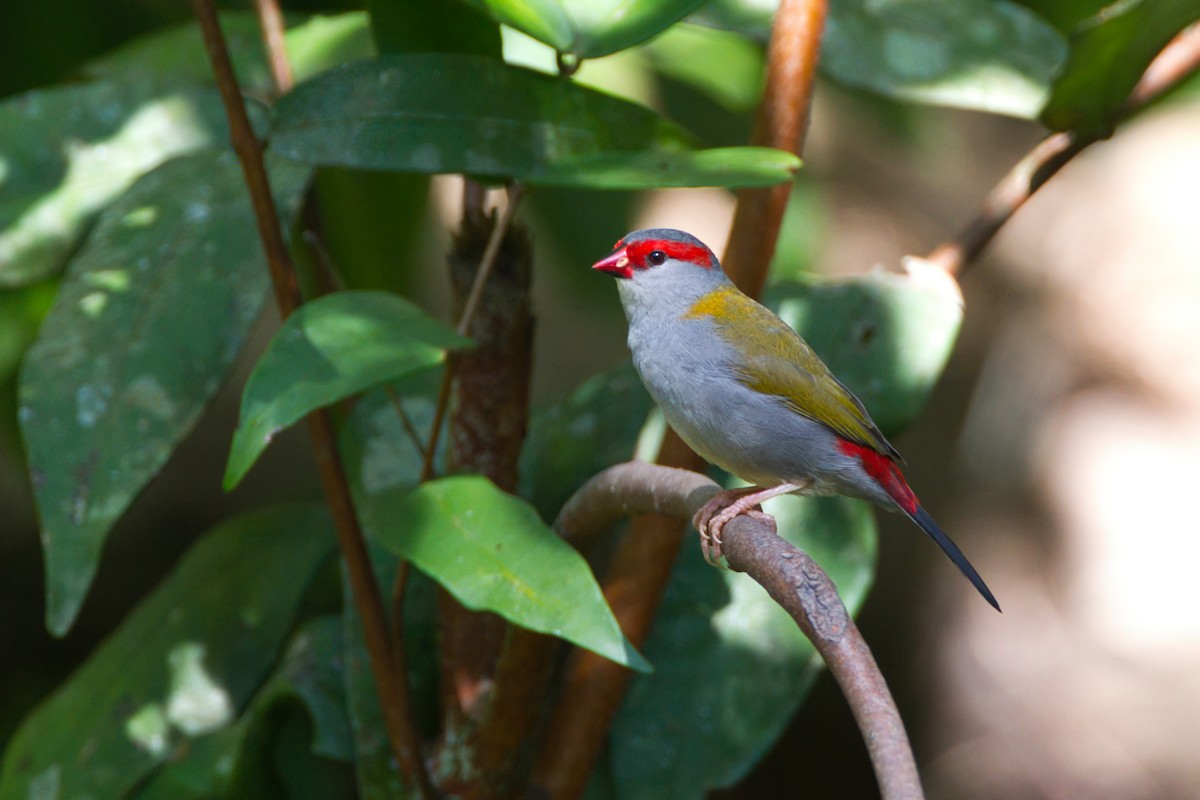 Red-browed Firetail - ML643682304