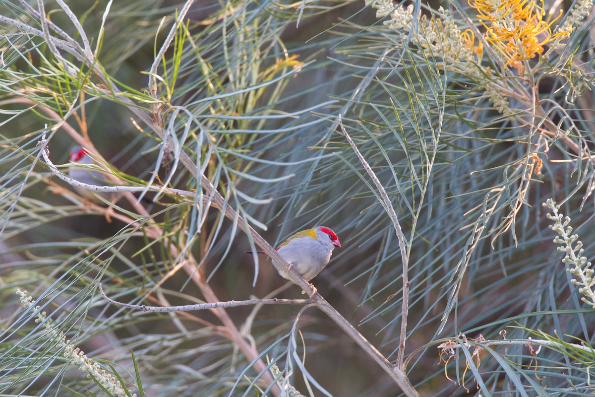 Red-browed Firetail - ML643682305