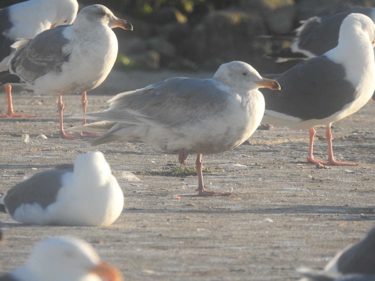 Glaucous-winged Gull - ML643682310