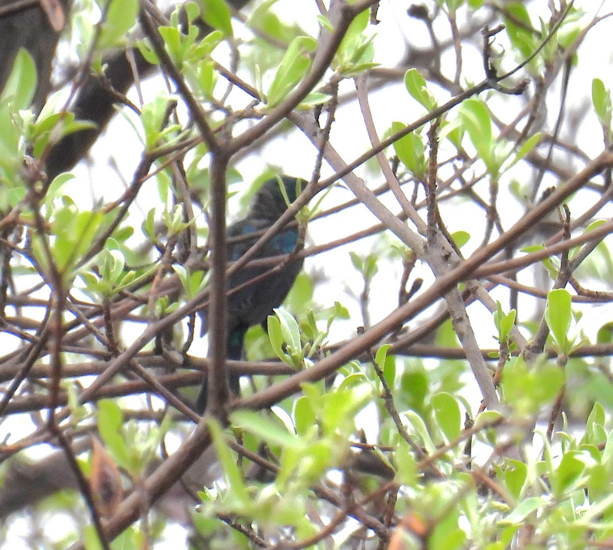 ヒメニシキタイヨウチョウ - ML643682330