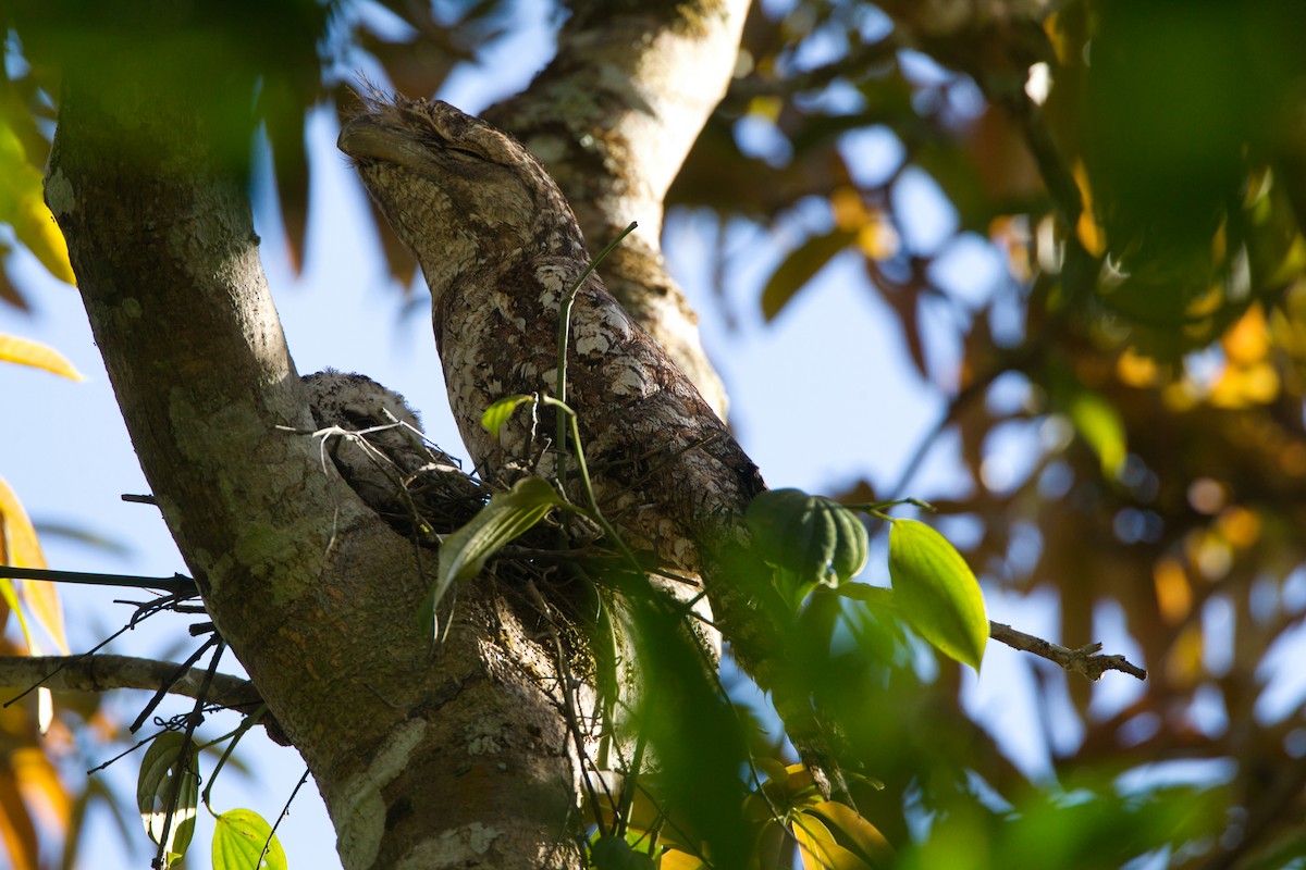 Papuan Frogmouth - ML643682348