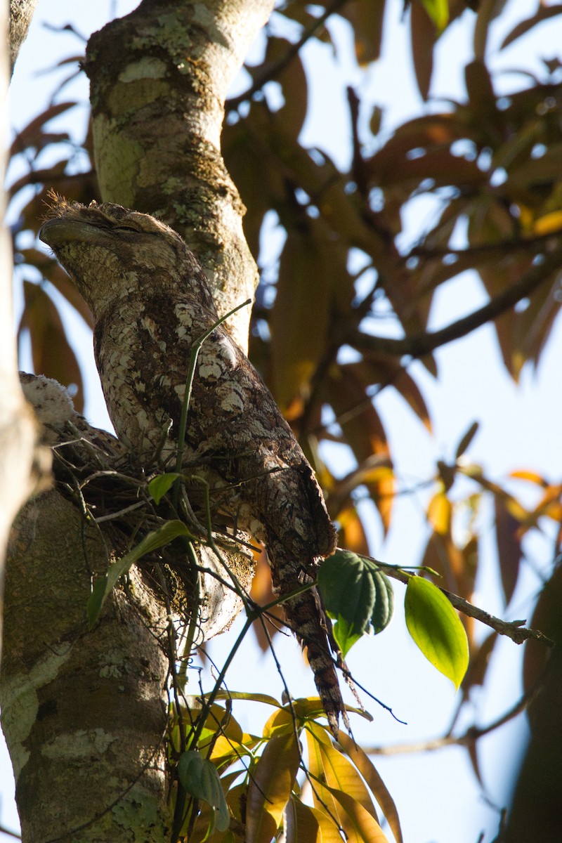 Papuan Frogmouth - ML643682349
