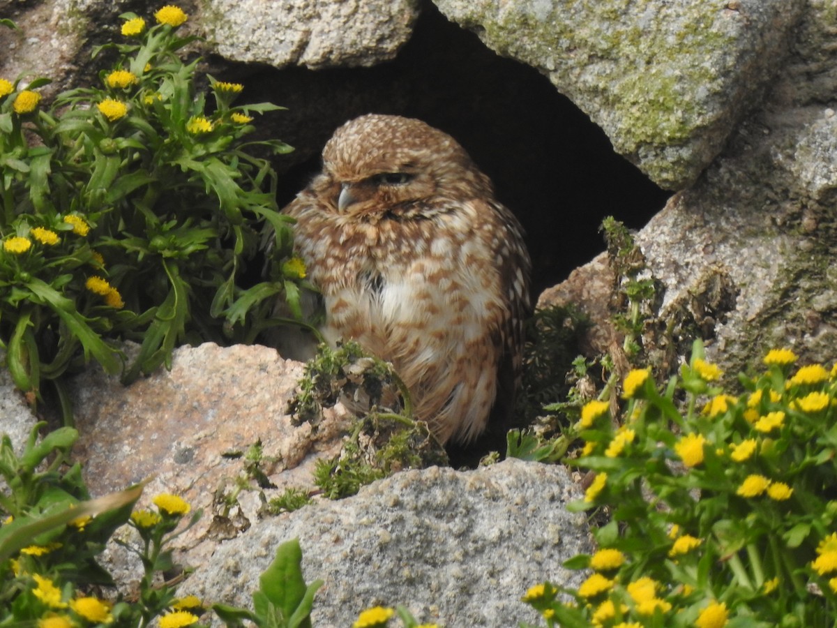 Burrowing Owl - ML643682350