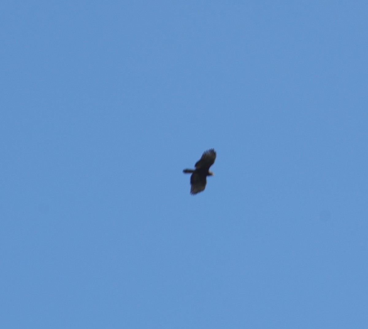 Haubenschlangenadler - ML643682367