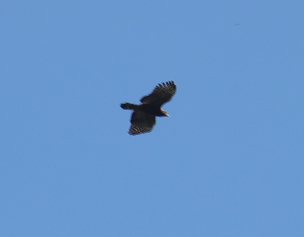 Haubenschlangenadler - ML643682368