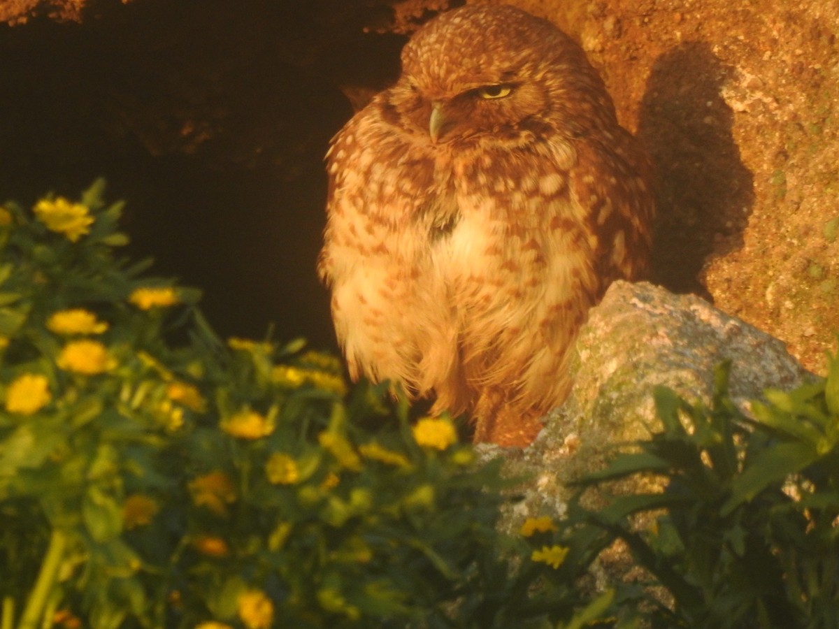 Burrowing Owl - ML643682369