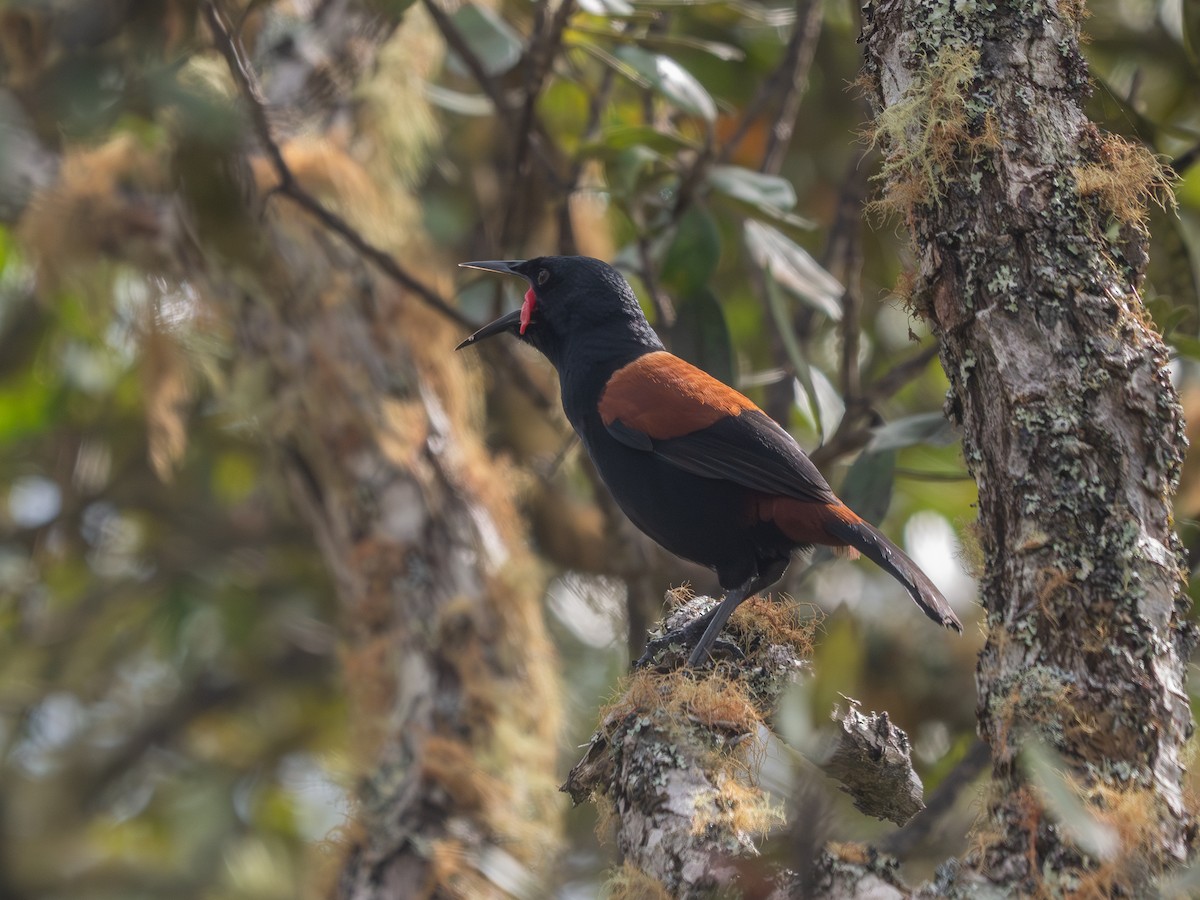 North Island Saddleback - ML643682378