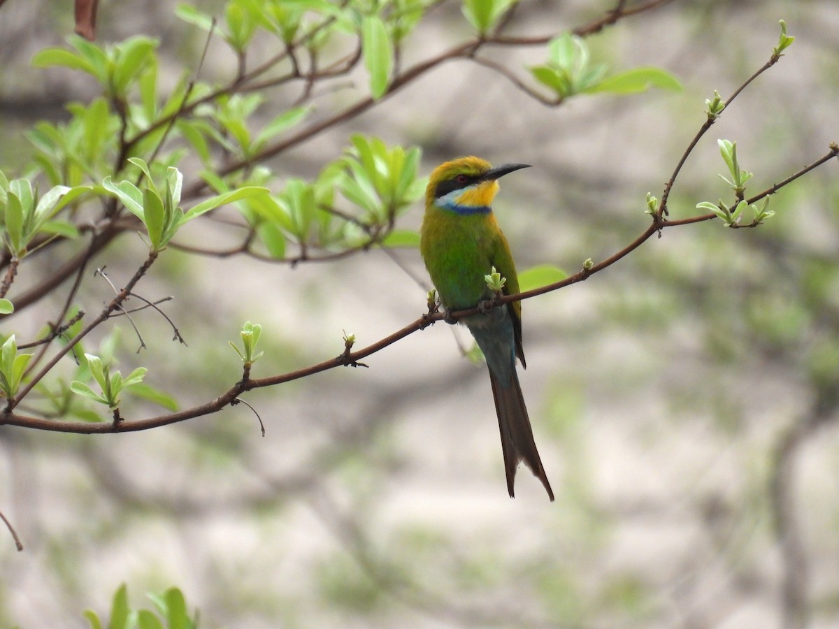 Swallow-tailed Bee-eater - ML643682379