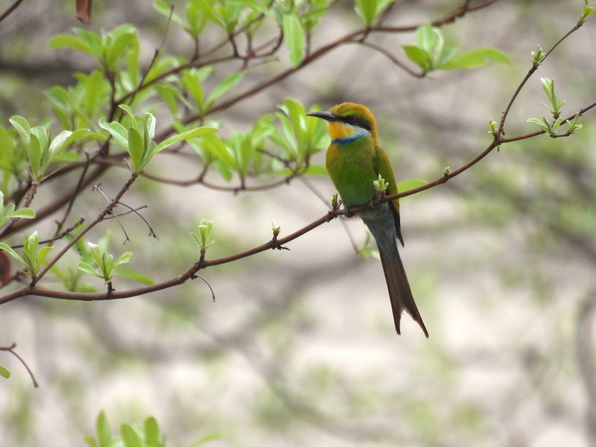 Swallow-tailed Bee-eater - ML643682380