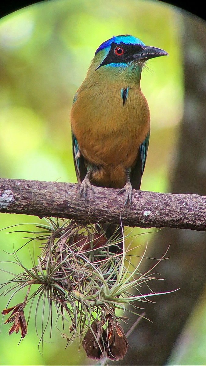 Amazonian Motmot - ML643682382