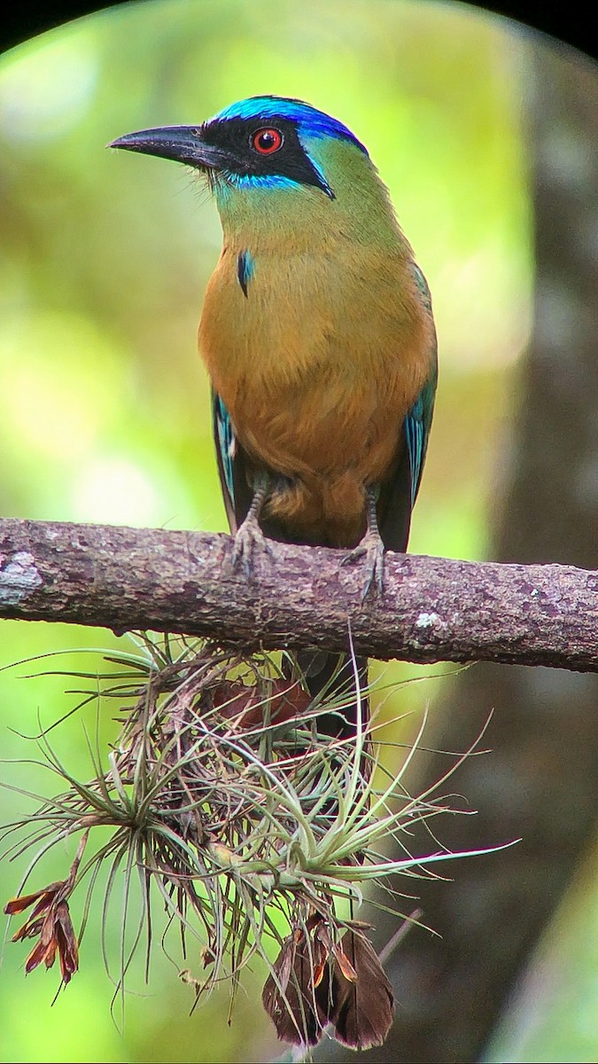 Amazonian Motmot - ML643682383