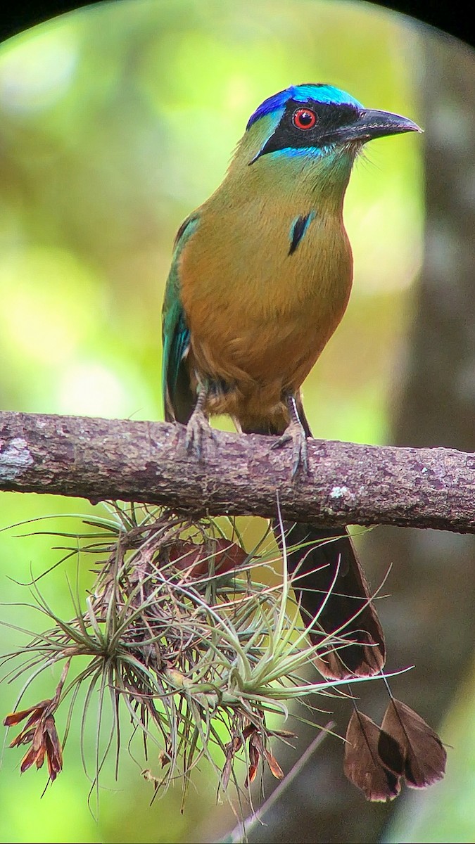Amazonian Motmot - ML643682384