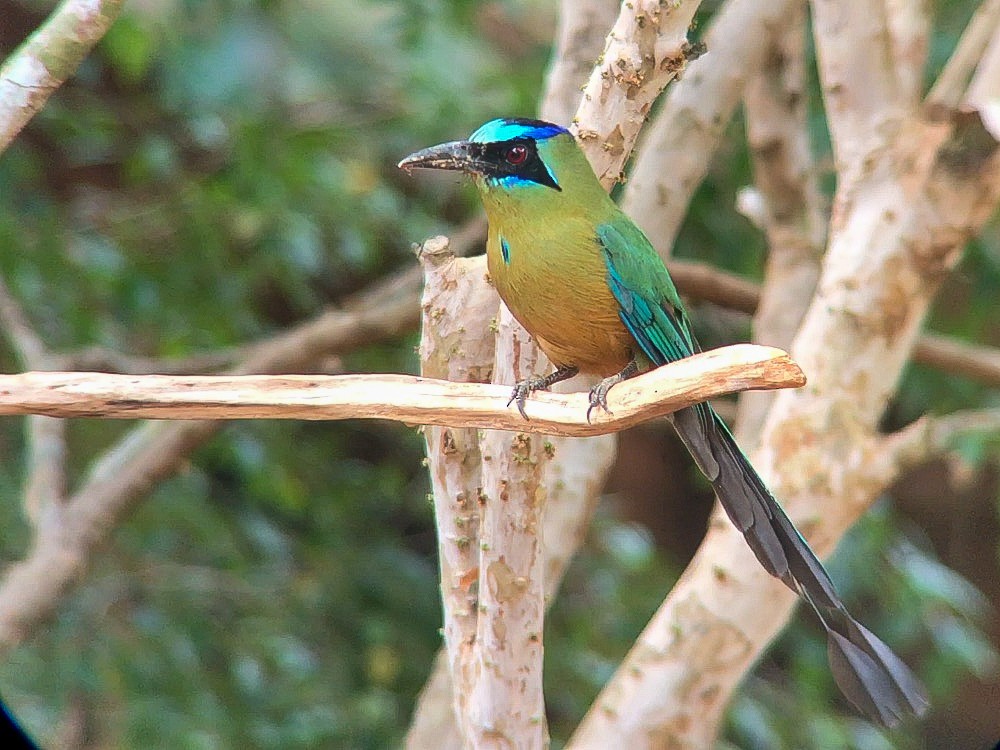 Amazonian Motmot - ML643682385