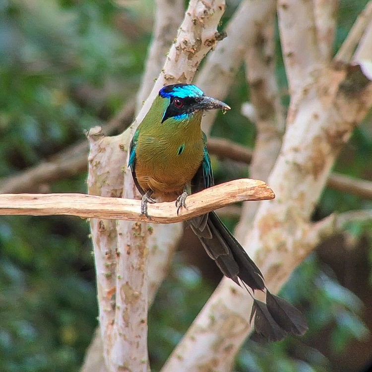 Amazonian Motmot - ML643682386