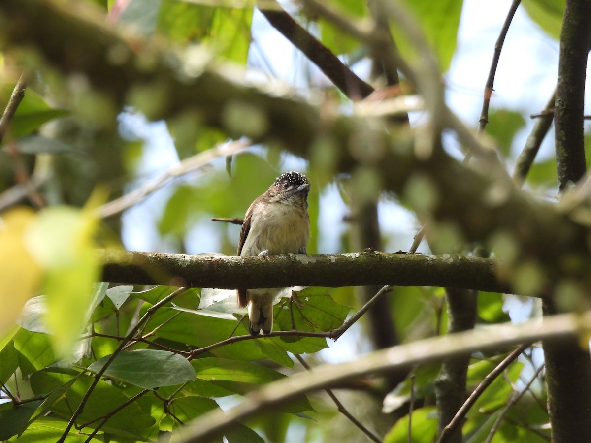 Grayish Piculet - ML643682425