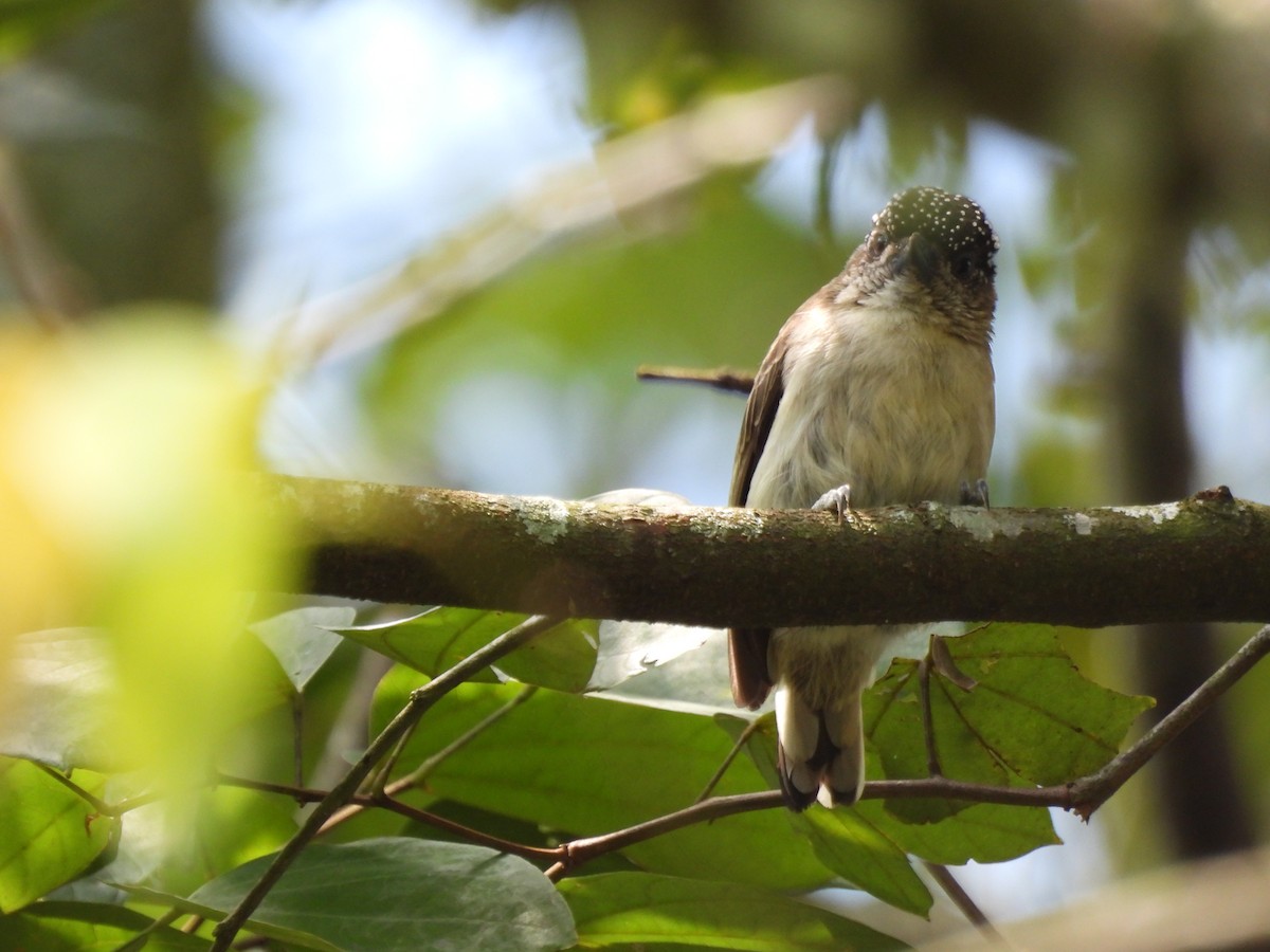 Grayish Piculet - ML643682428