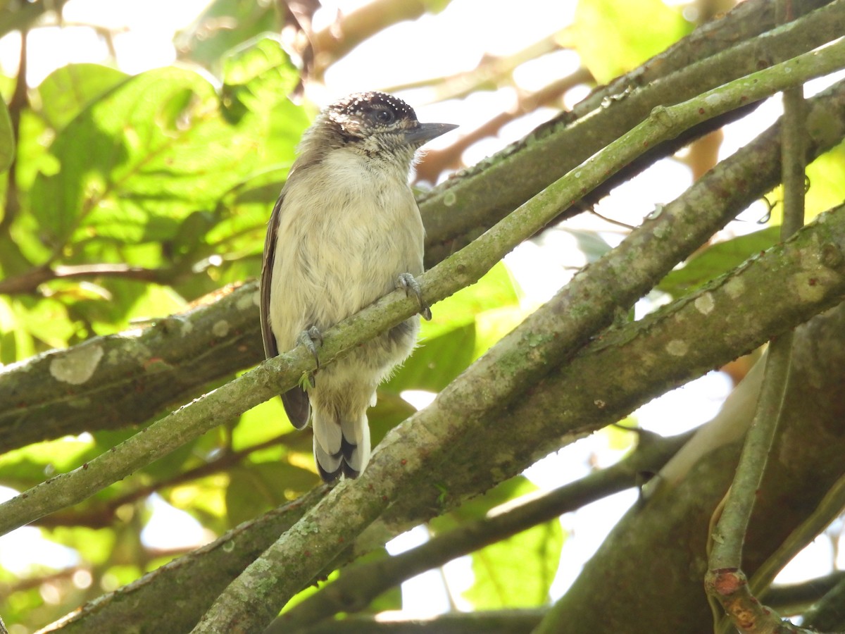 Grayish Piculet - ML643682431