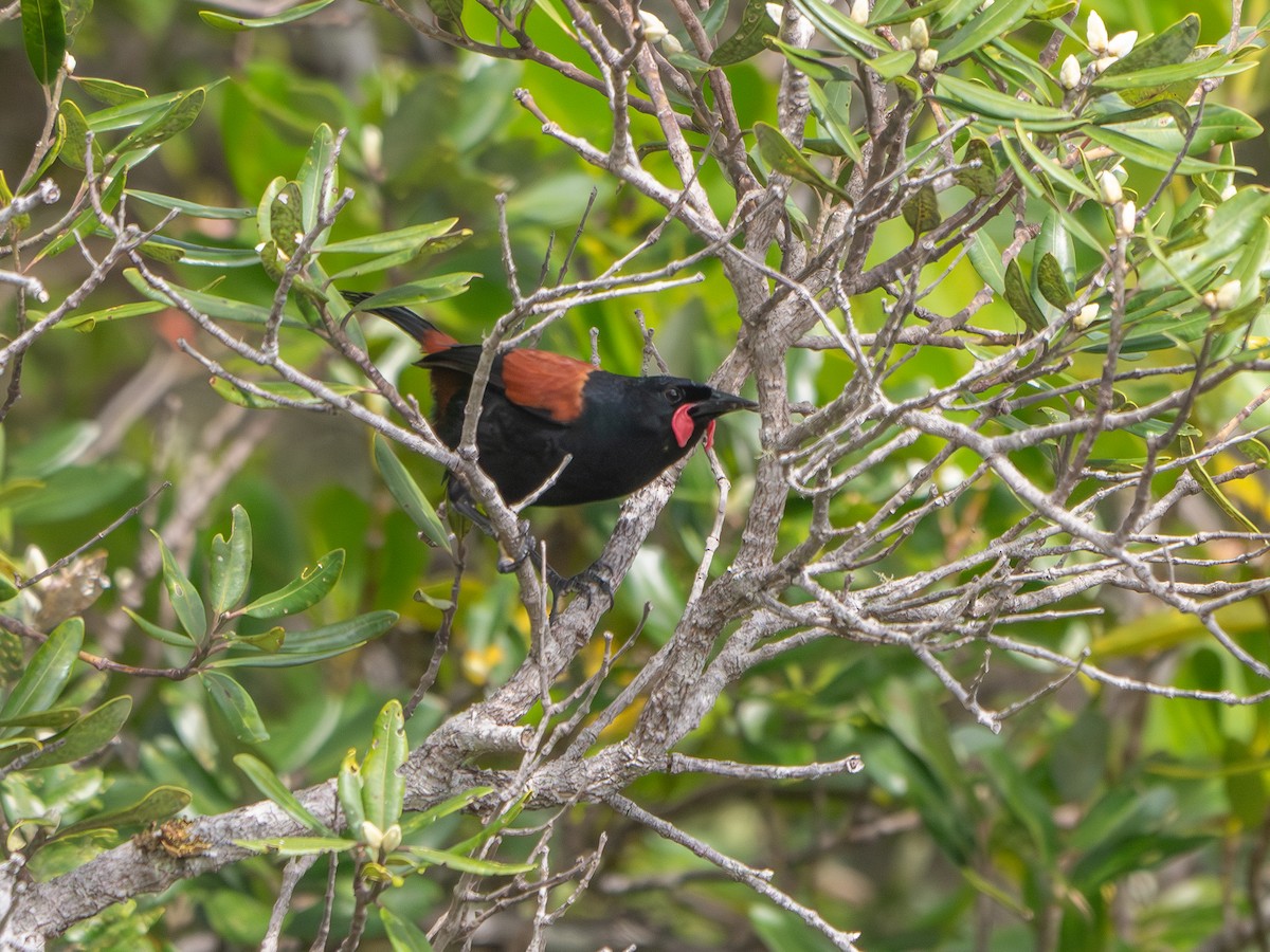 North Island Saddleback - ML643682433