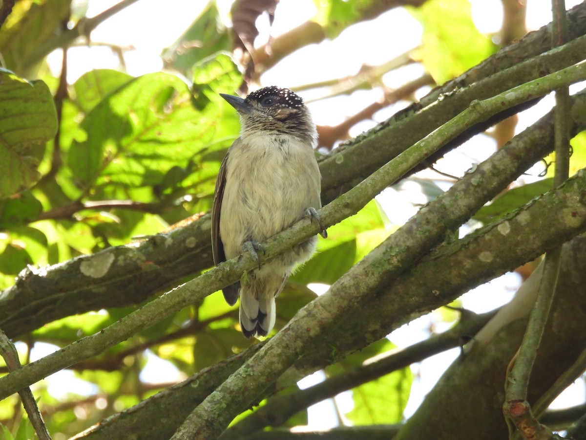 Grayish Piculet - ML643682438