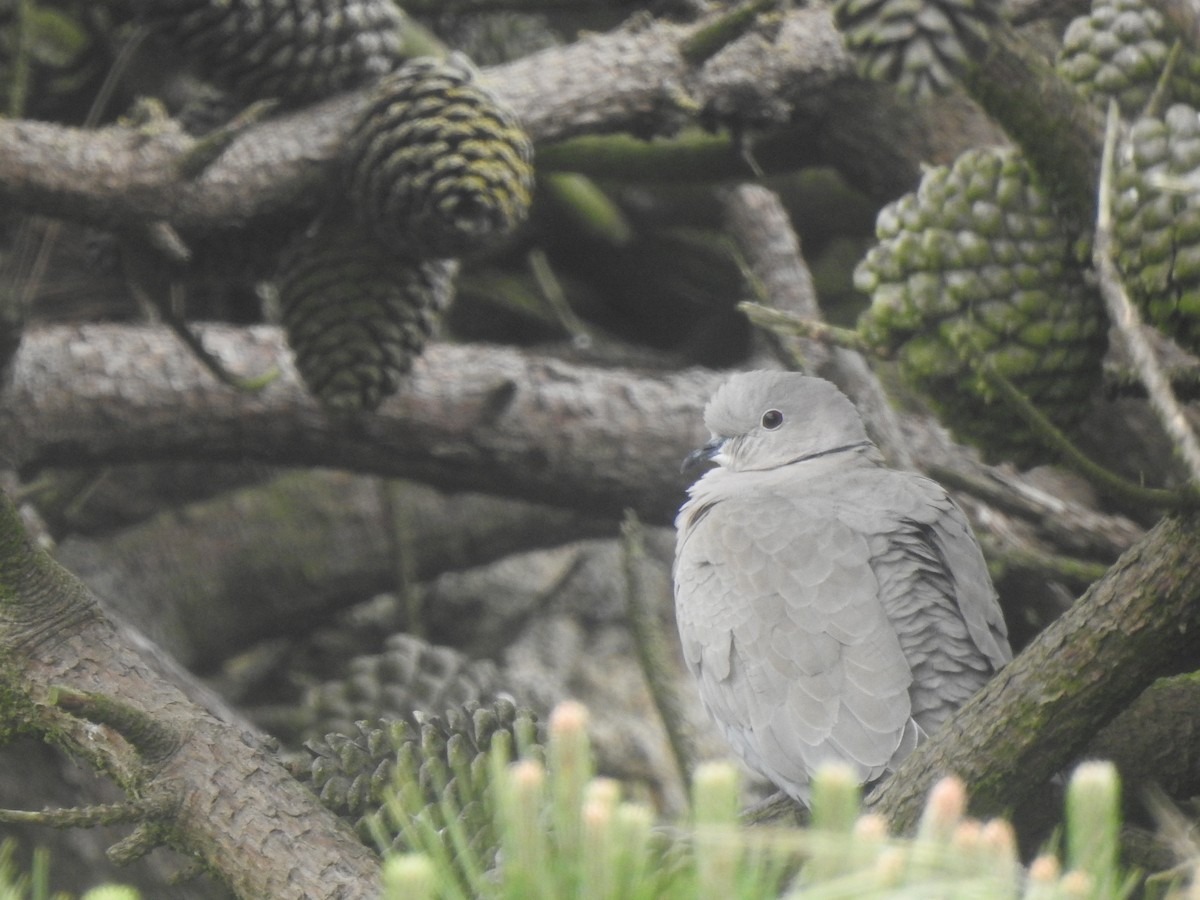 Eurasian Collared-Dove - ML643682453