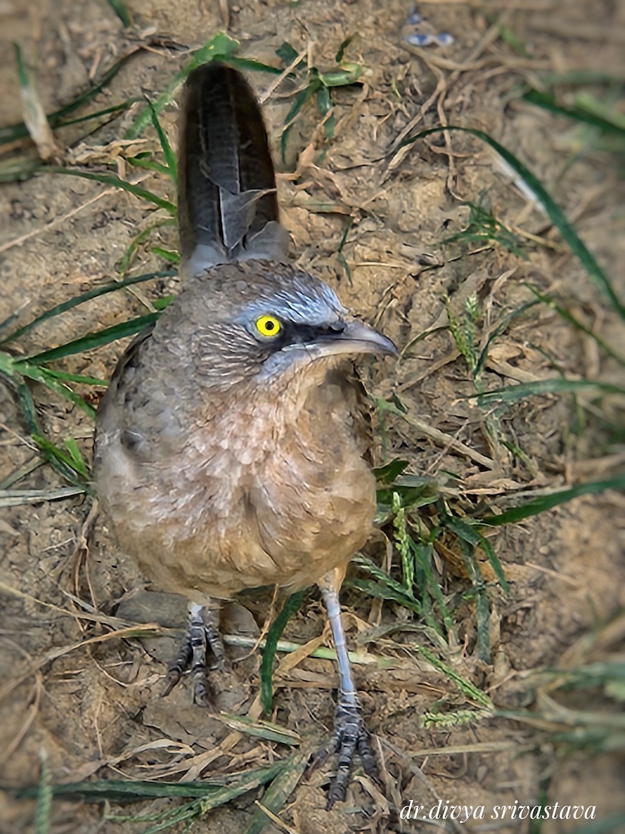 Large Gray Babbler - ML643682456