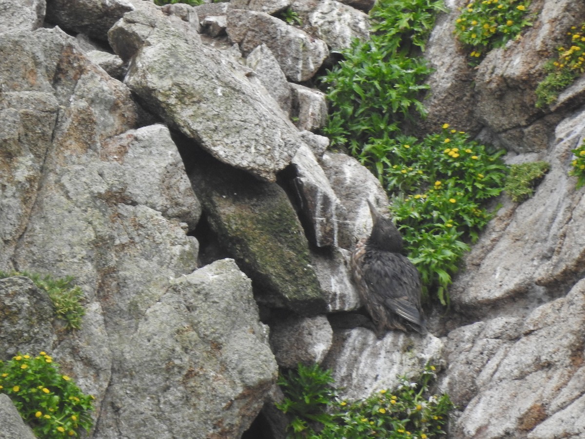Common Murre - ML643682462