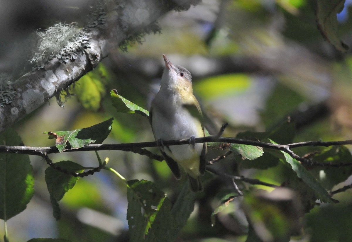 Yellow-green Vireo - ML643682477
